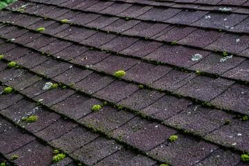 A roof with Moss, Algae, or Mould Growth, showing best time to read a roof pelacement guide