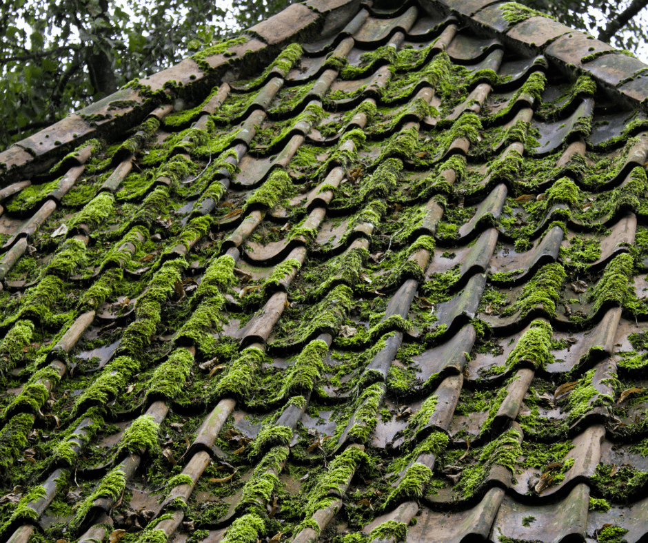 Howt o Prevent Moss and Algae on roof